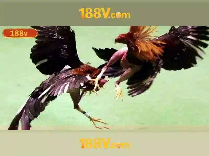 Bull Bull trực tuyến